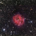 Cocoon-Nebel IC 5146 vom 18.07.24: mit C9.25 bei 1500mm; uvir-Filter; Canon 750da; 124x20 sec; zenitnah; milchiger Himmel; ca. bortle 6; Norden = oben; ungeguidet; ca. das halbe Bildfeld;